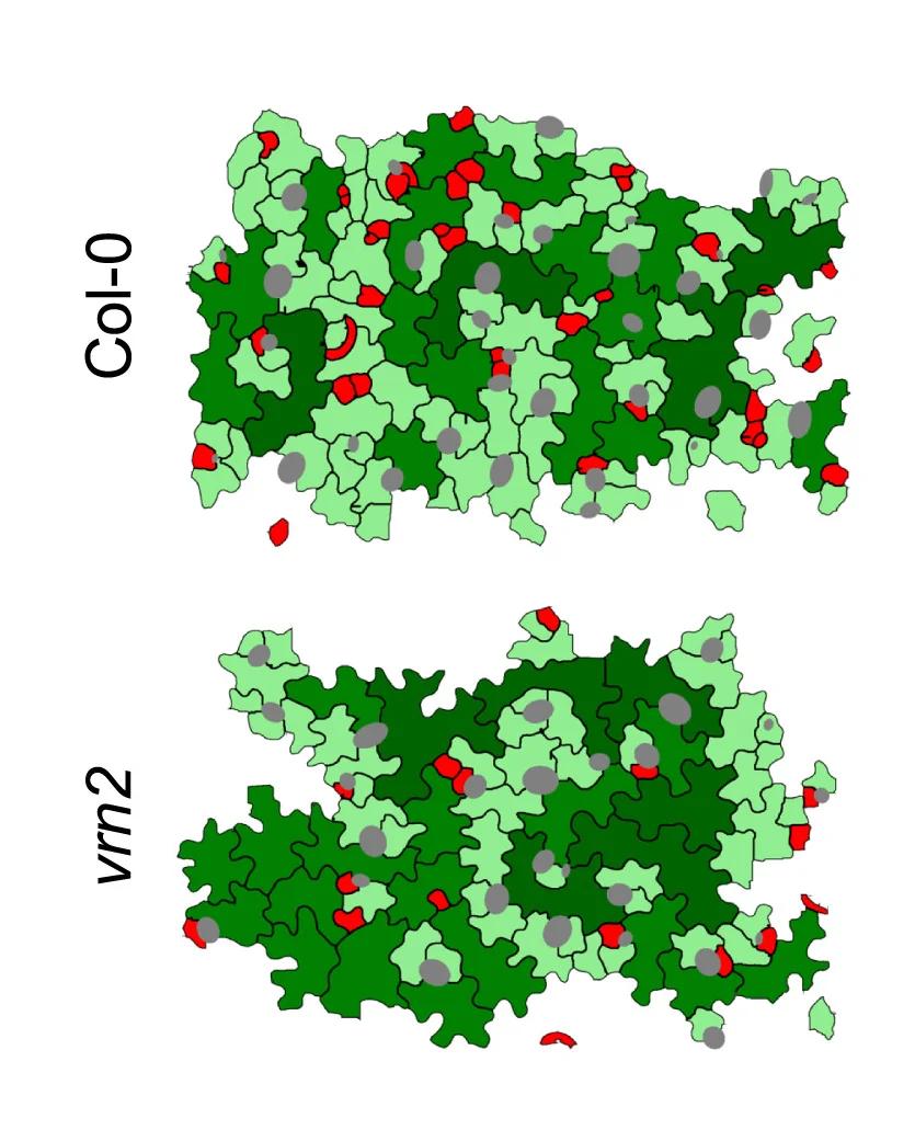 Open access visualization of Geo Map, Epidermal Cells, Guard Cells, Stomata