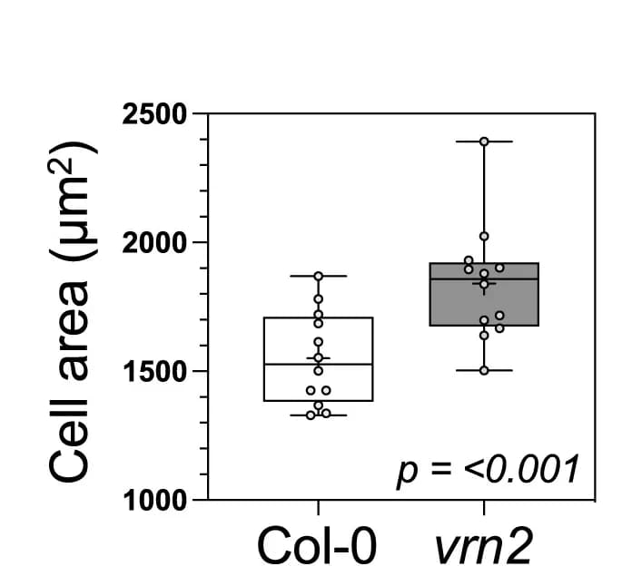Open access visualization of Box Plot, Epidermal Cells, Leaf, Student's t-test, Boxplot