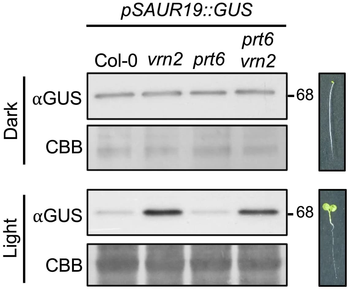 Open access visualization of Gel, Photo, Western Blot, Seedlings, Coomassie Brilliant Blue Staining