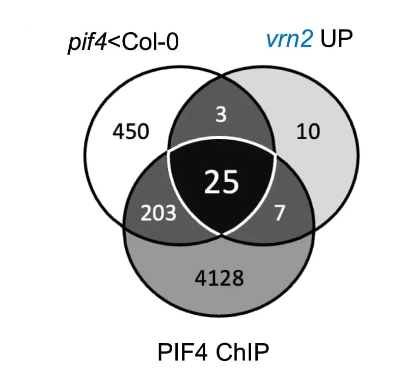 Open access visualization of Venn Diagram, Genes, PIF4