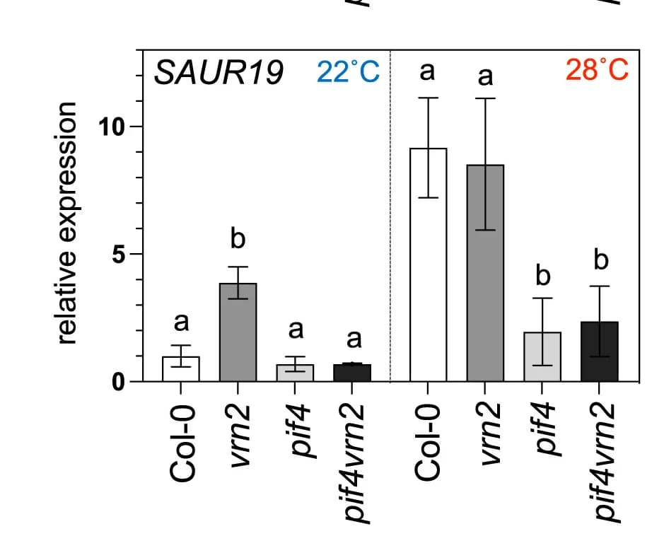 Open access visualization of Bar Plot, Error Bars, RT-qPCR, SAUR19 Expression, Seedlings