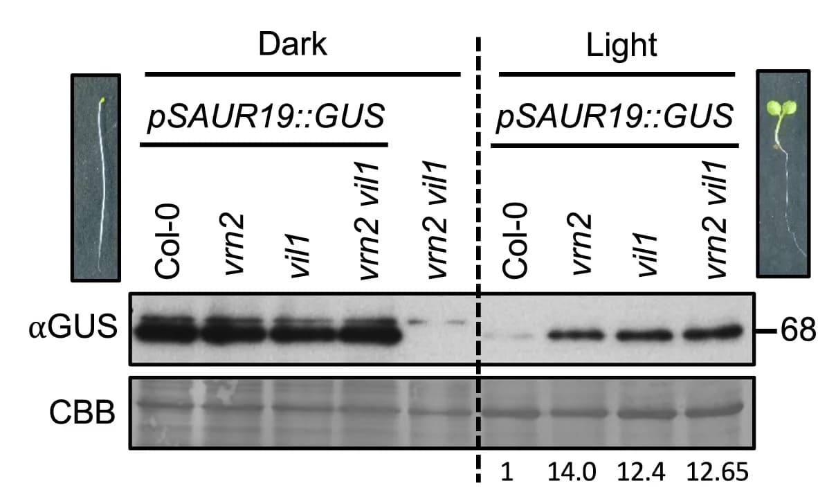 Open access visualization of Photo, Gel, Western Blot, pSAUR19::GUS Expression, Seedlings