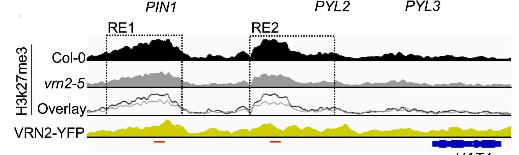 Open access visualization of Line Plot, Density Plot, IGV Plots, H3K27me3, VRN2-YFP