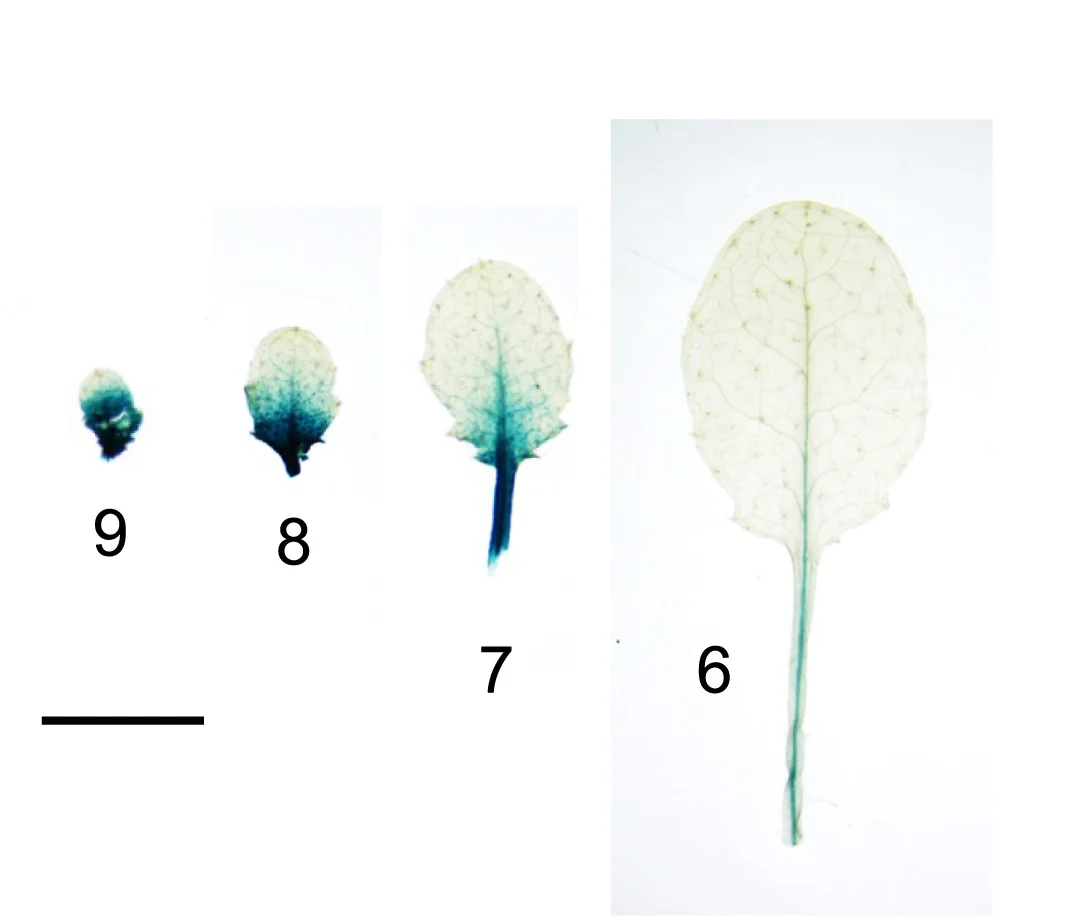 Open access visualization of Photo, VRN2, Repression of Growth, Arabidopsis, Shoot Meristem