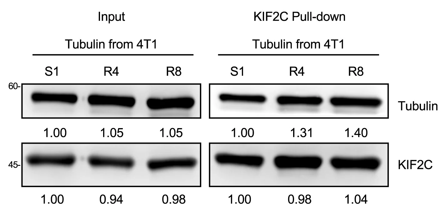 Open access visualization of Gel, KIF2C, Pull-Down Assay, Tubulin, Cell Lines