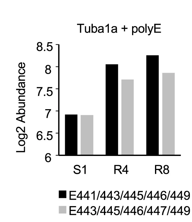 Open access visualization of Bar Plot, Clustered, Glutamylated Peptides, Tubulin-α1a, 4T1 Cells