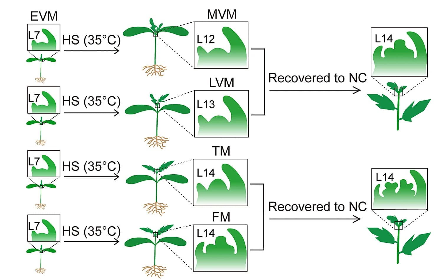 Open access visualization of Workflow, Illustration, Heat Treatment, Tomato Seedlings, Shoot Apical Meristem
