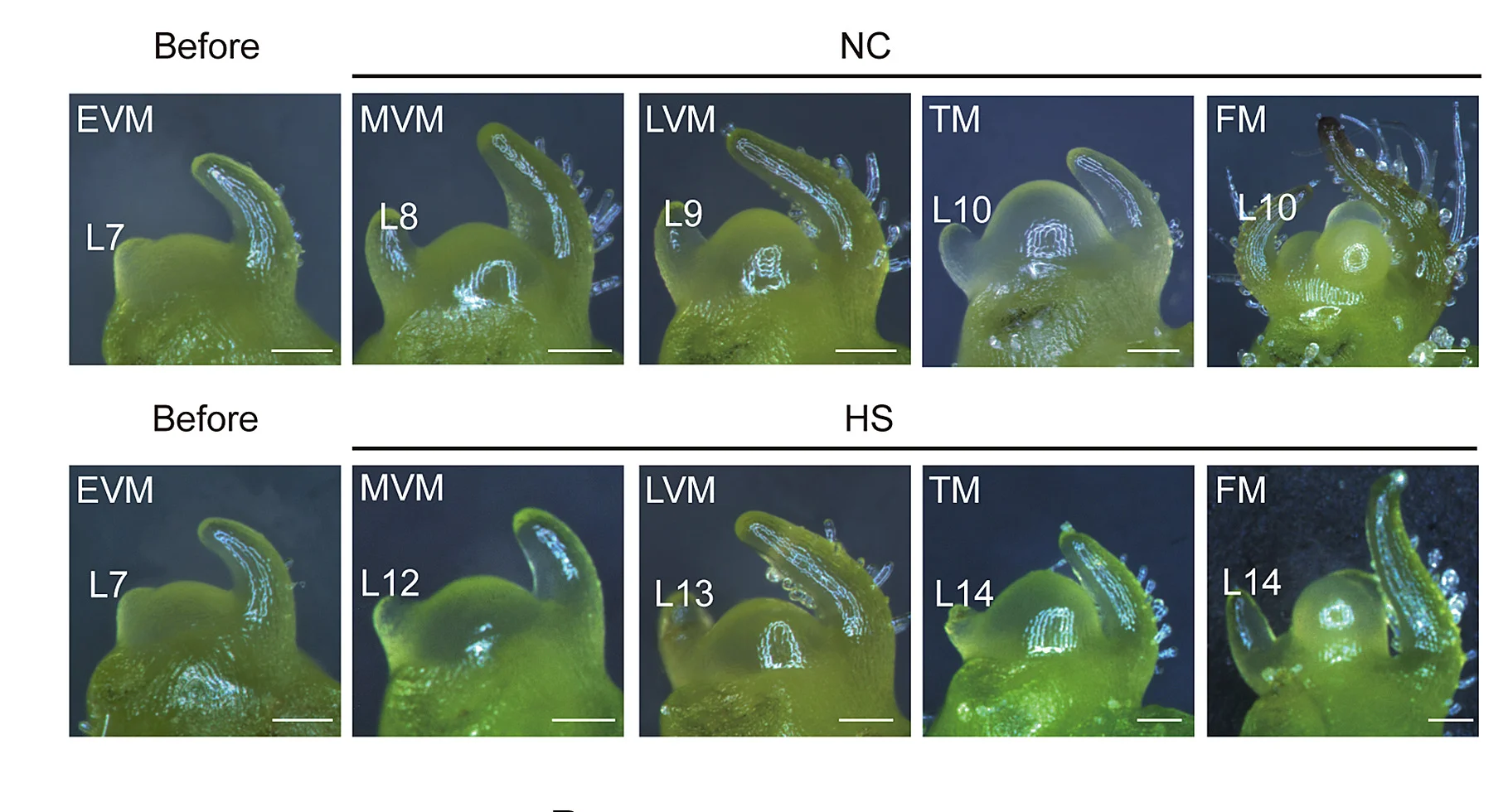 Open access visualization of Microscopy, Photo, Stereoscope Images, SAM Maturation, Heat Stress