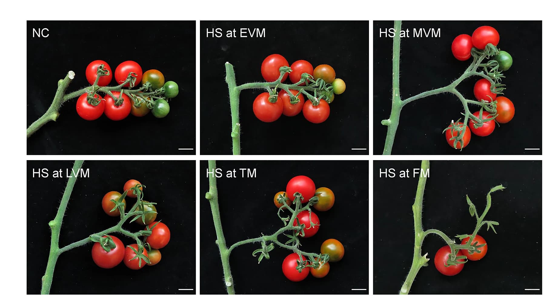 Open access visualization of Photo, Fruits