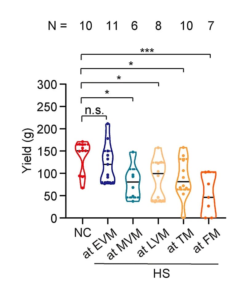 Open access visualization of Violin Plot, Yield, Primary Inflorescences