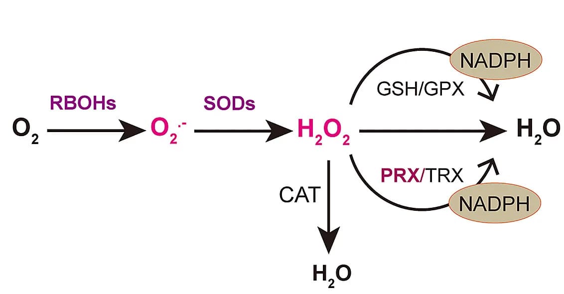 Open access visualization of Workflow, Flowchart, Illustration, ROS Metabolism, Plants