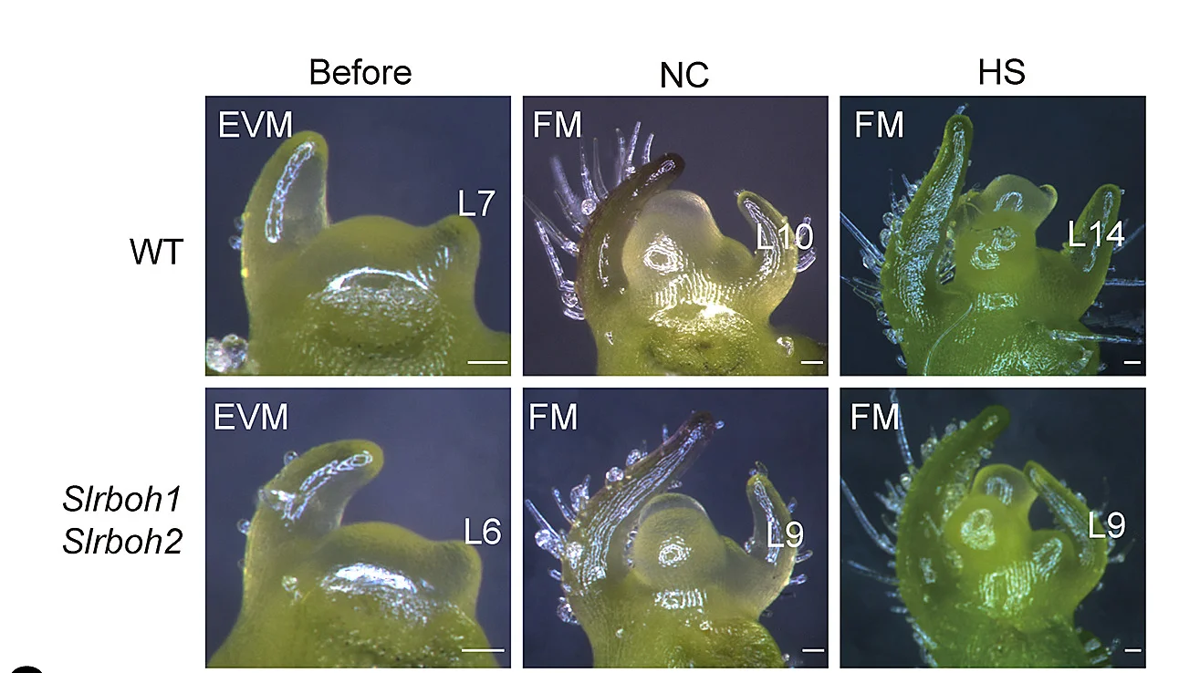 Open access visualization of Microscopy, Photo, Stereoscope Images, SAM Maturation, WT