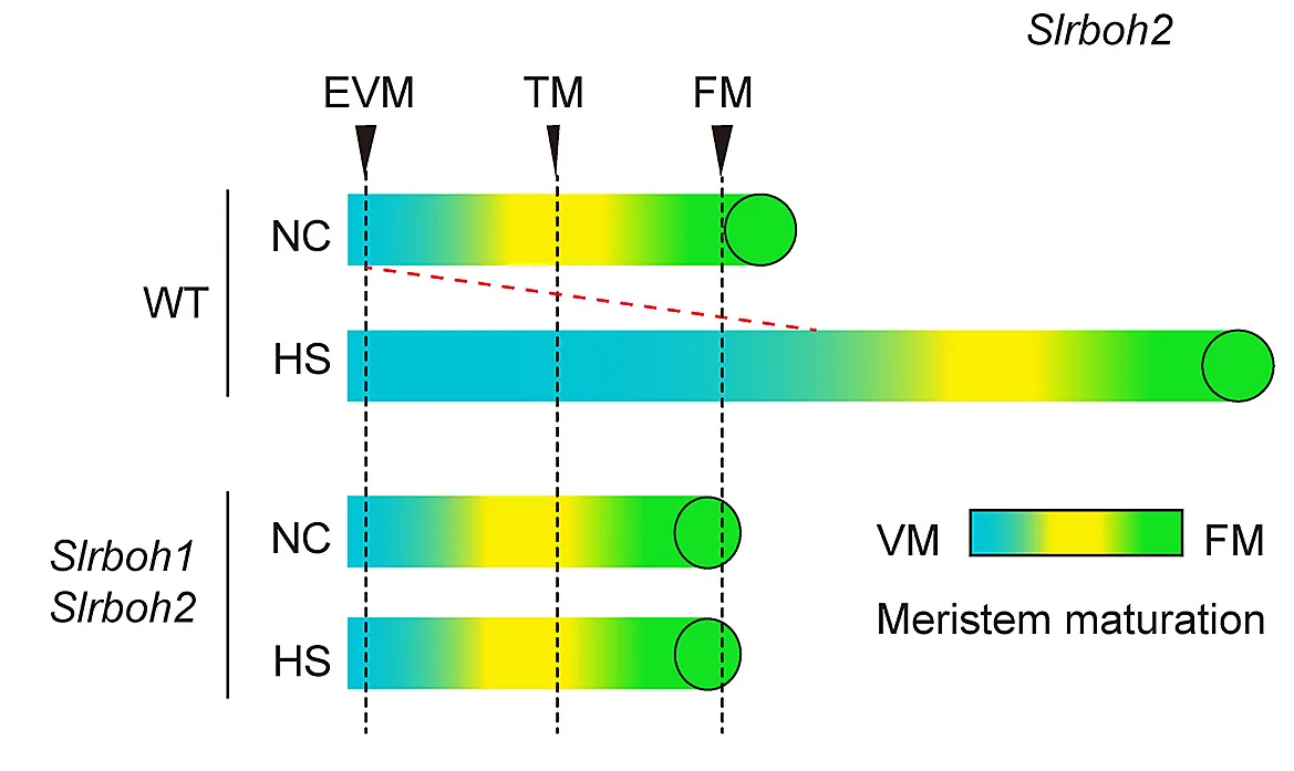 Open access visualization of Illustration, SAM Maturation, WT, Slrboh1 Slrboh2, NC
