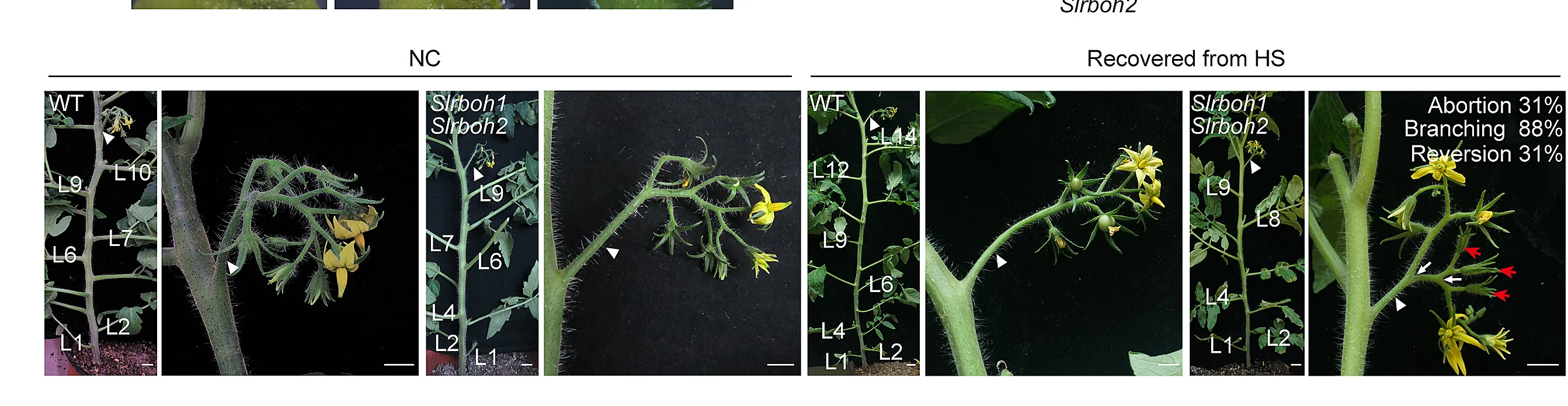 Open access visualization of Photo, Shoots, Primary Inflorescences, Flowering Time, WT