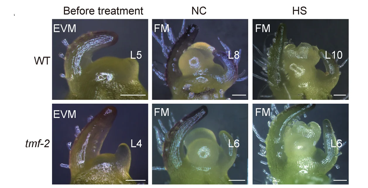 Open access visualization of Microscopy, Photo, Stereoscope Images