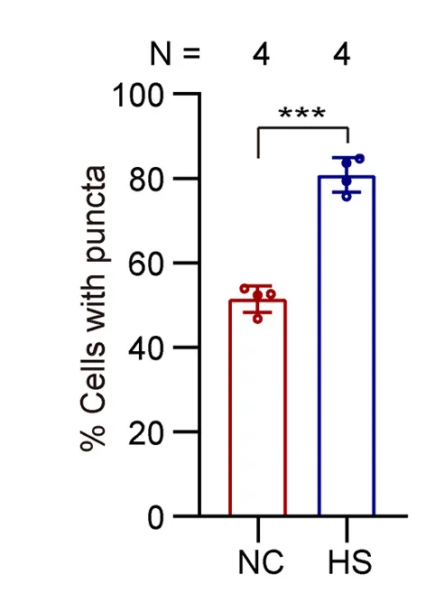 Open access visualization of Bar Plot, Error Bars, Protein Phase Separation, TMF, HS