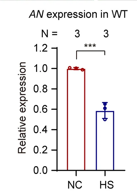 Open access visualization of Bar Plot, Error Bars, AN, Transitional Meristems, WT