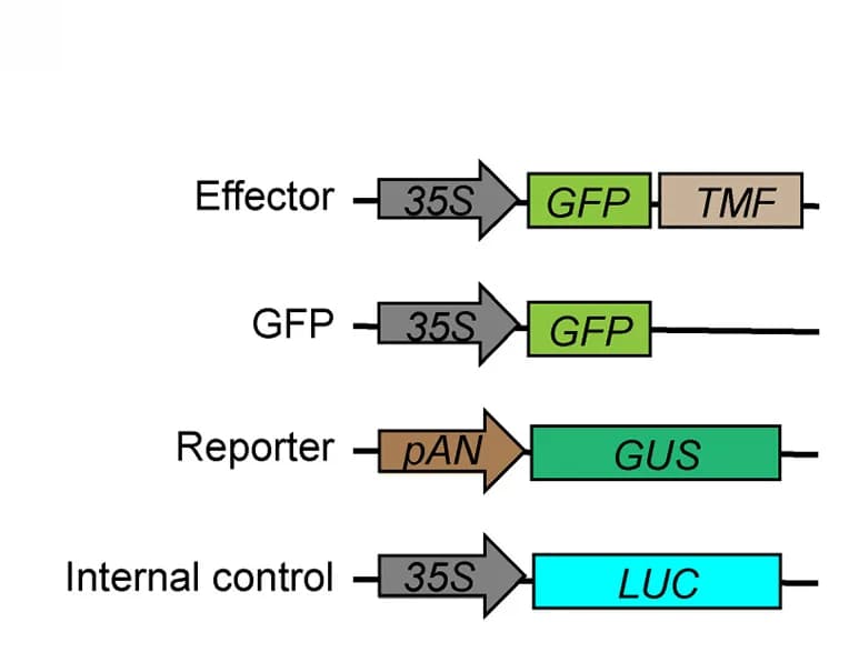 Open access visualization of Workflow, Illustration, Constructs, Schematics