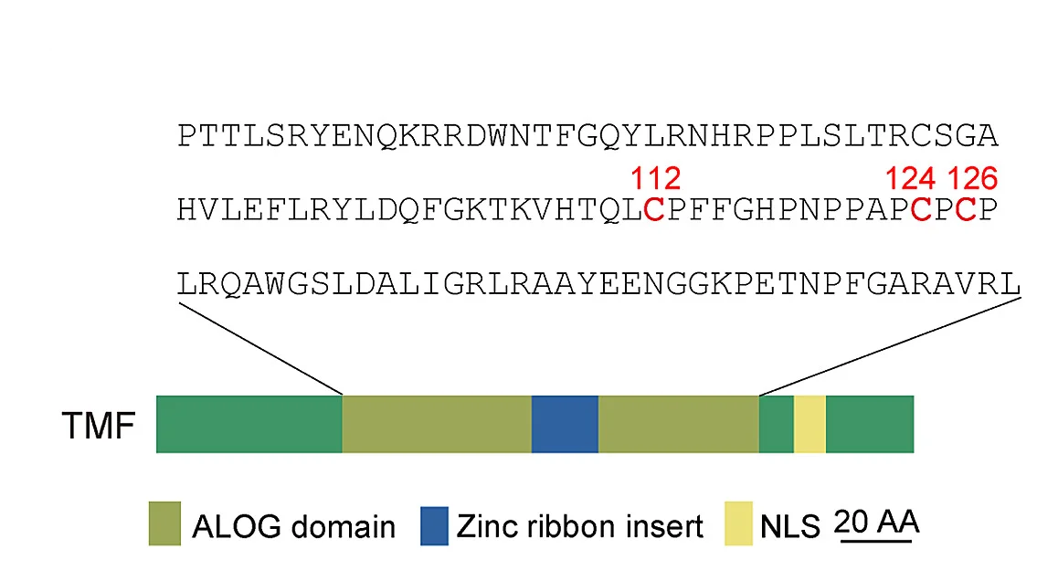 Open access visualization of Illustration, TMF Protein Domains, ALOG Domain, Cysteine Residues, Disulfide Bond