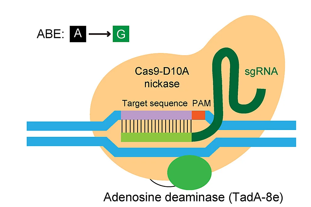 Open access visualization of Workflow, Illustration, Adenine Base Editor, sgRNA, Single Guide RNA