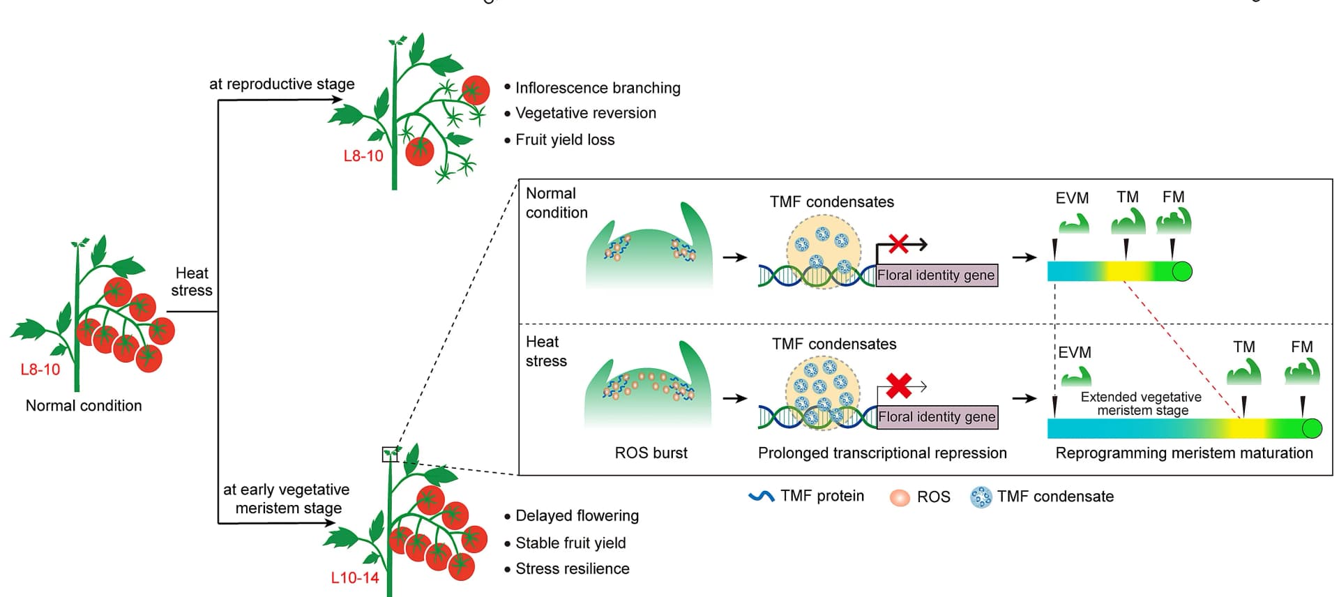 Open access visualization of Workflow, Illustration, Developmental Plasticity, Heat Resilience, Tomato
