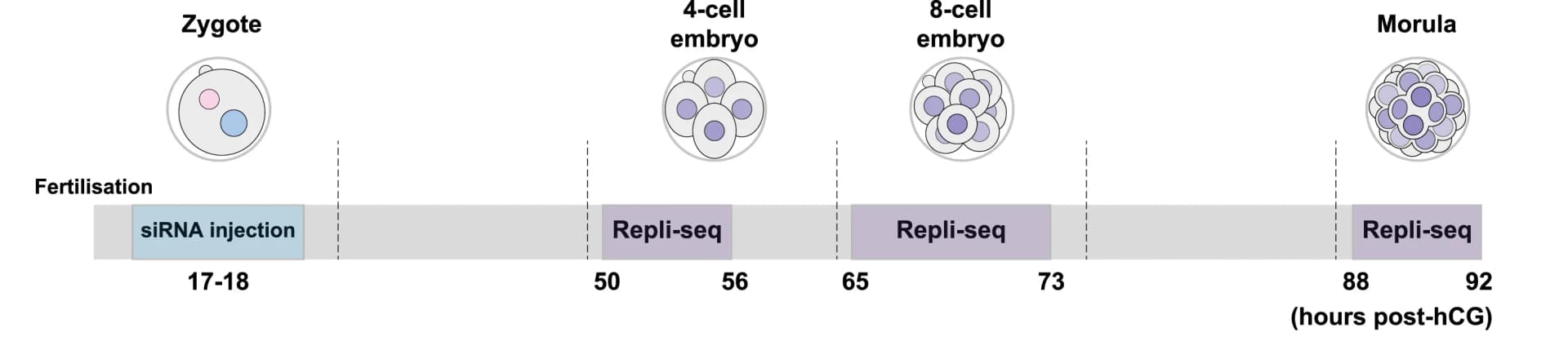 Open access visualization of Workflow, Illustration, Experimental Timeline