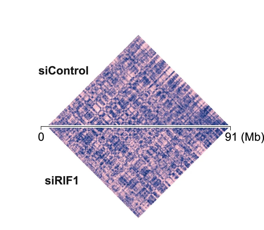 Open access visualization of Heatmap, Manhattan Distance, Genomic Bins, Chromosome