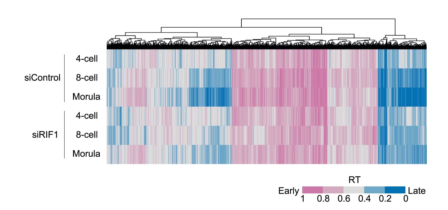 Open access visualization of Heatmap, Clustered, RT, RIF1 Depletion, Control Embryos