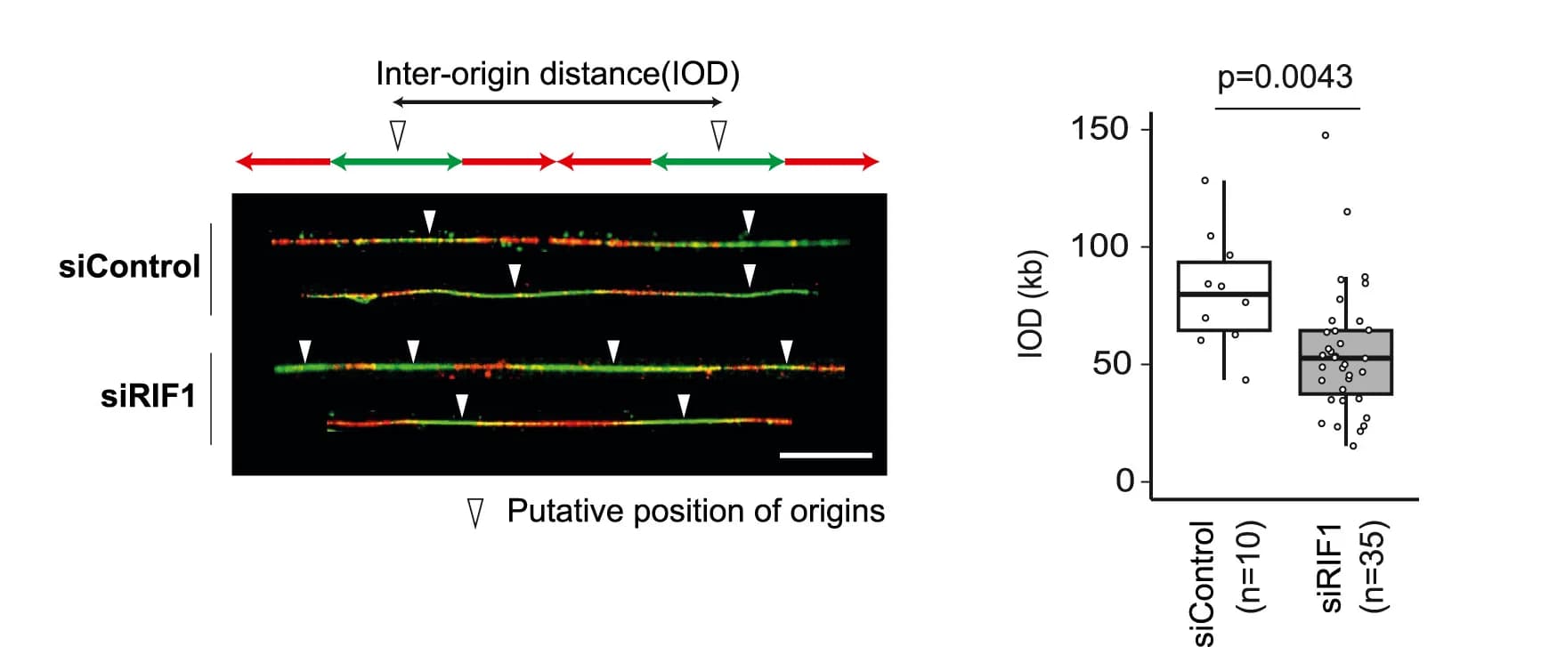 Open access visualization of Microscopy, Box Plot, DNA-fiber Analysis, Morula, Fork Speed