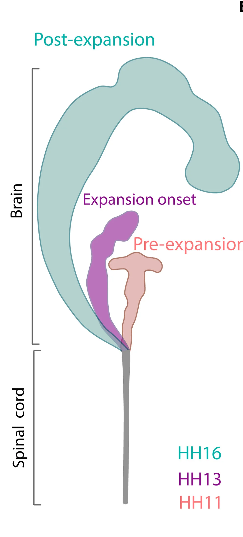 Open access visualization of Illustration, Chicken Embryo Development, Brain Expansion, Hamburger and Hamilton Stages