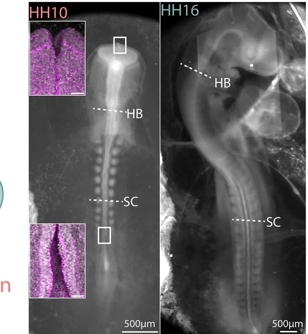 Open access visualization of Microscopy, Bright-Field Images, Chicken Embryos, Brain Expansion, Confocal Images