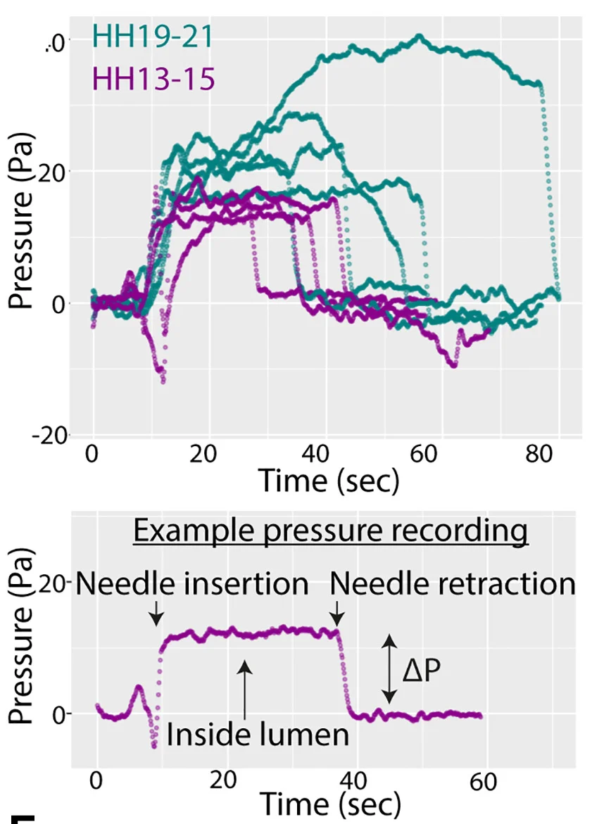 Open access visualization of Line Plot, Neural Tube Lumen, Pressure Readings, Embryos, Brain Expansion