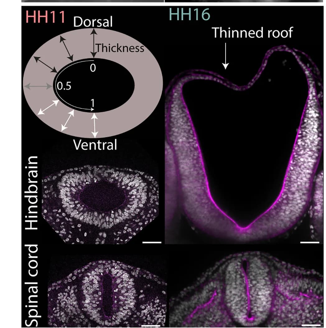 Open access visualization of Microscopy, Illustration, Confocal Images, Neural Tube Cross Sections, Tissue Thickness