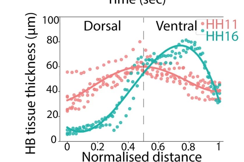 Open access visualization of Scatter Plot, Regression Plot, Line Plot, Apical-Basal Tissue, Tissue Thickness