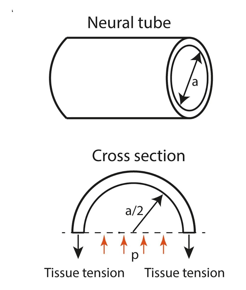 Open access visualization of Illustration, Tubular Tissue, Forces