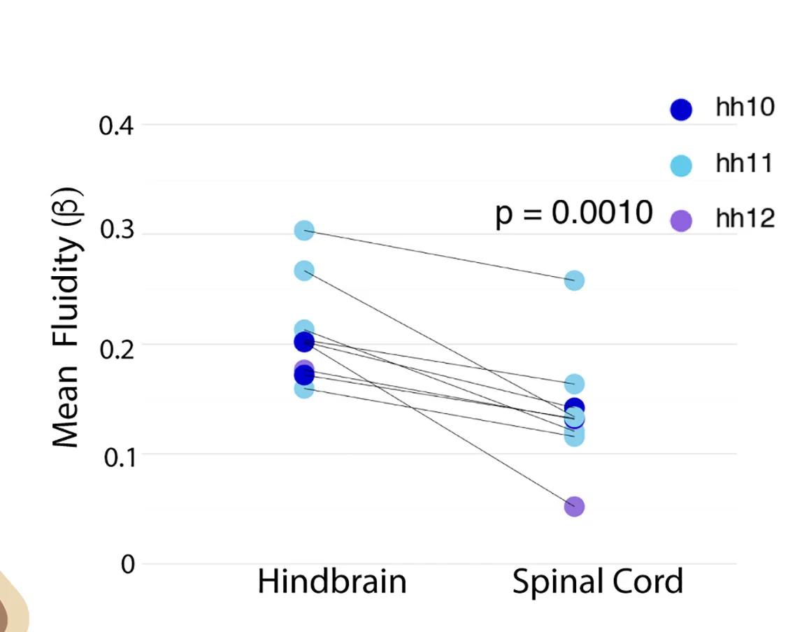 Open access visualization of Scatter Plot, Fluidity, Elastic Modulus, Hindbrain, Spinal Cord