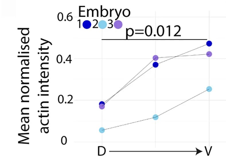 Open access visualization of Line Plot, Scatter Plot, Apical Actin, Signal Intensity, Hindbrain