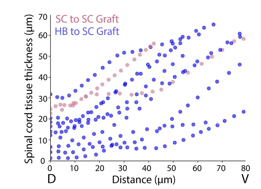 Open access visualization of Scatter Plot, Spinal Cord Tissue, Tissue Thickness, Spinal Cord, Hindbrain
