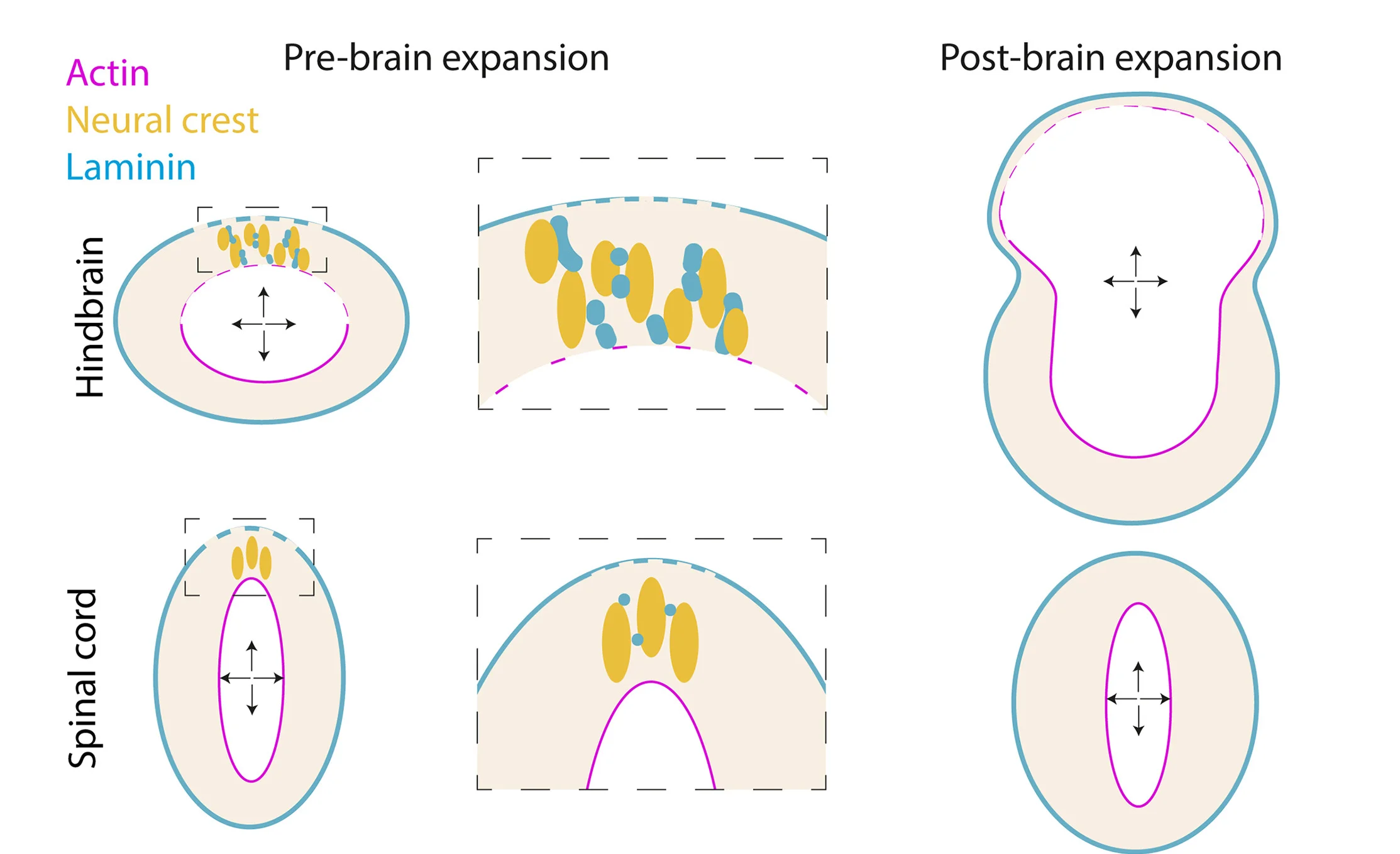 Open access visualization of Illustration, Brain Expansion, Spinal Cord, Neural Crest Cells, Mesenchymal Behavior