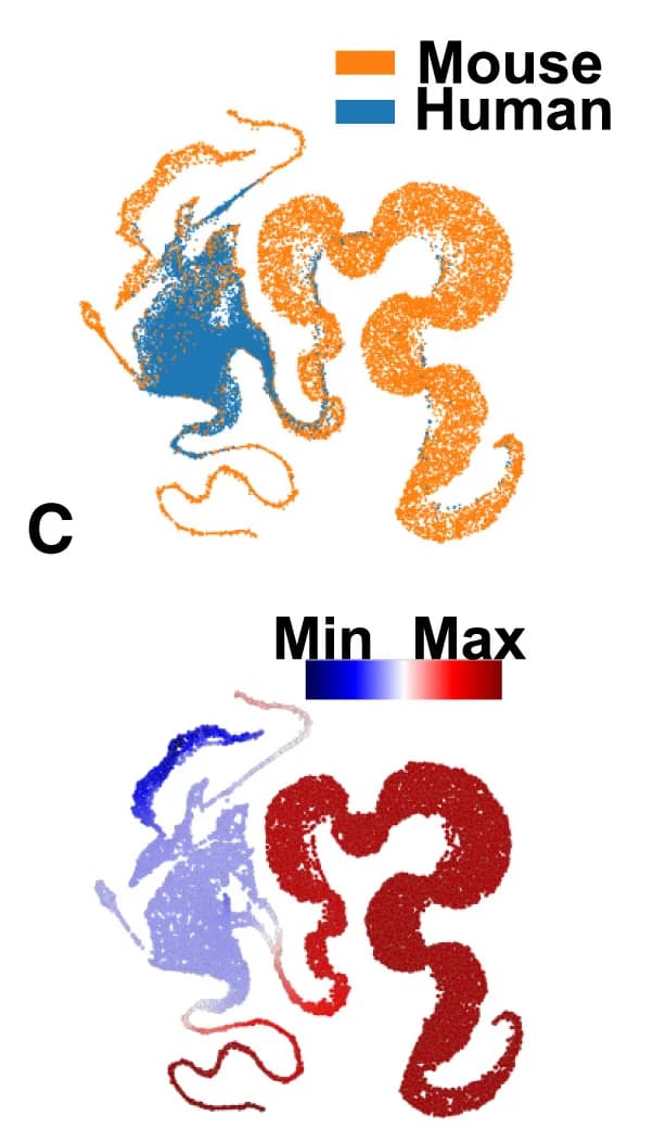 Open access visualization of Scatter Plot, UMAP, Trunk Neural Crest, Species