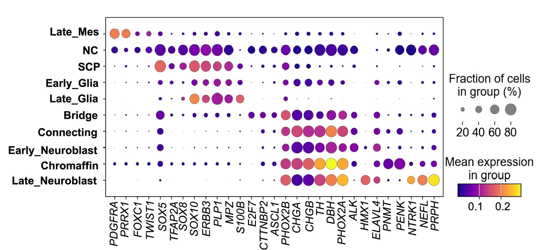 Open access visualization of Bubble Plot, Heatmap, Gene Expression, Cell Type, Trunk Neural Crest