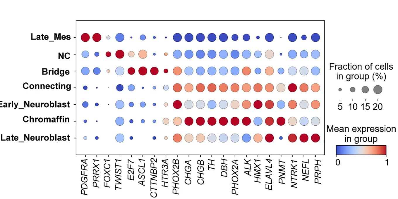 Open access visualization of Bubble Plot, Heatmap, Gene Expression, Cell State, Neuroblastoma
