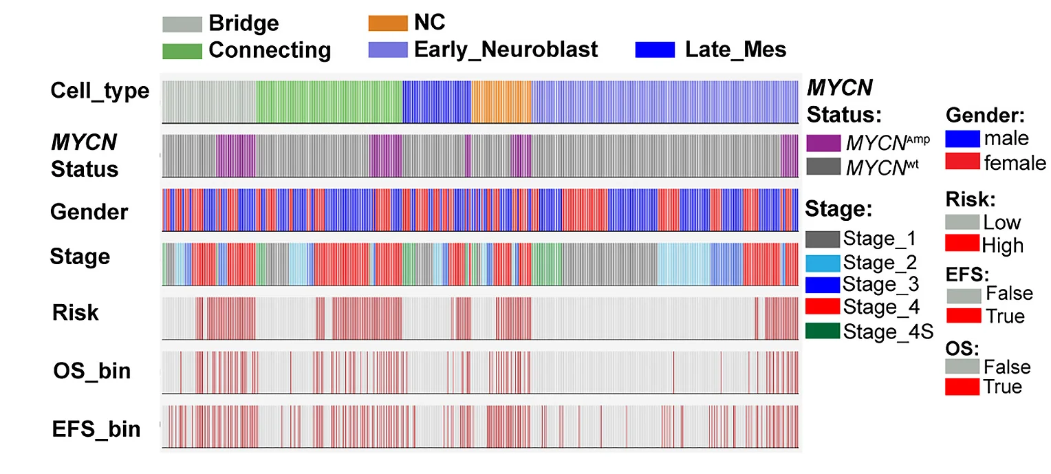 Open access visualization of Bar Plot, Bar Plots, MYCN Amplification, INSS Stage, Risk Group