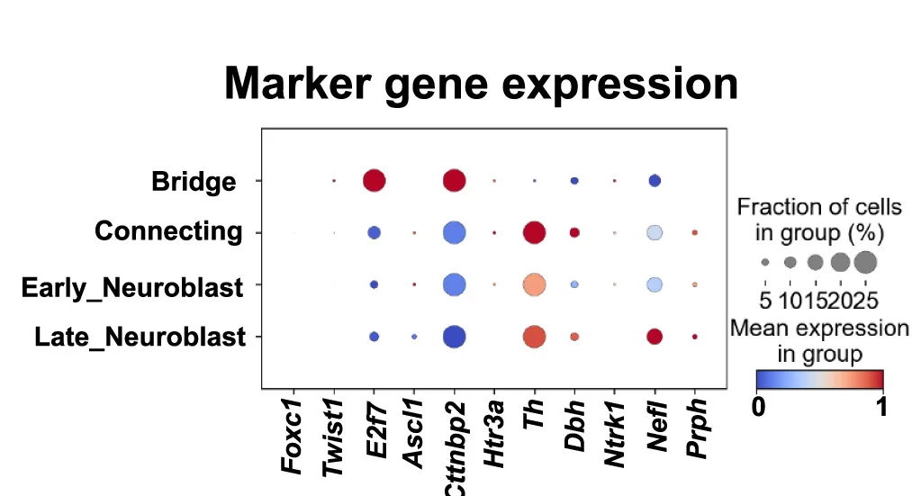 Open access visualization of Bubble Plot, Gene Expression Profiles, Dbh-Cre;MYCN Tumors, Expression Levels, Blue-to-Red Gradient