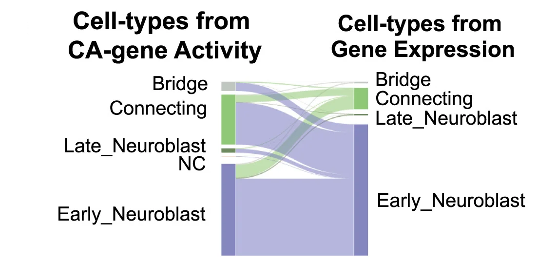 Open access visualization of Sankey, Sankey Diagrams, State Transitions, Dbh-Cre;MYCN Tumors, Gene Expression
