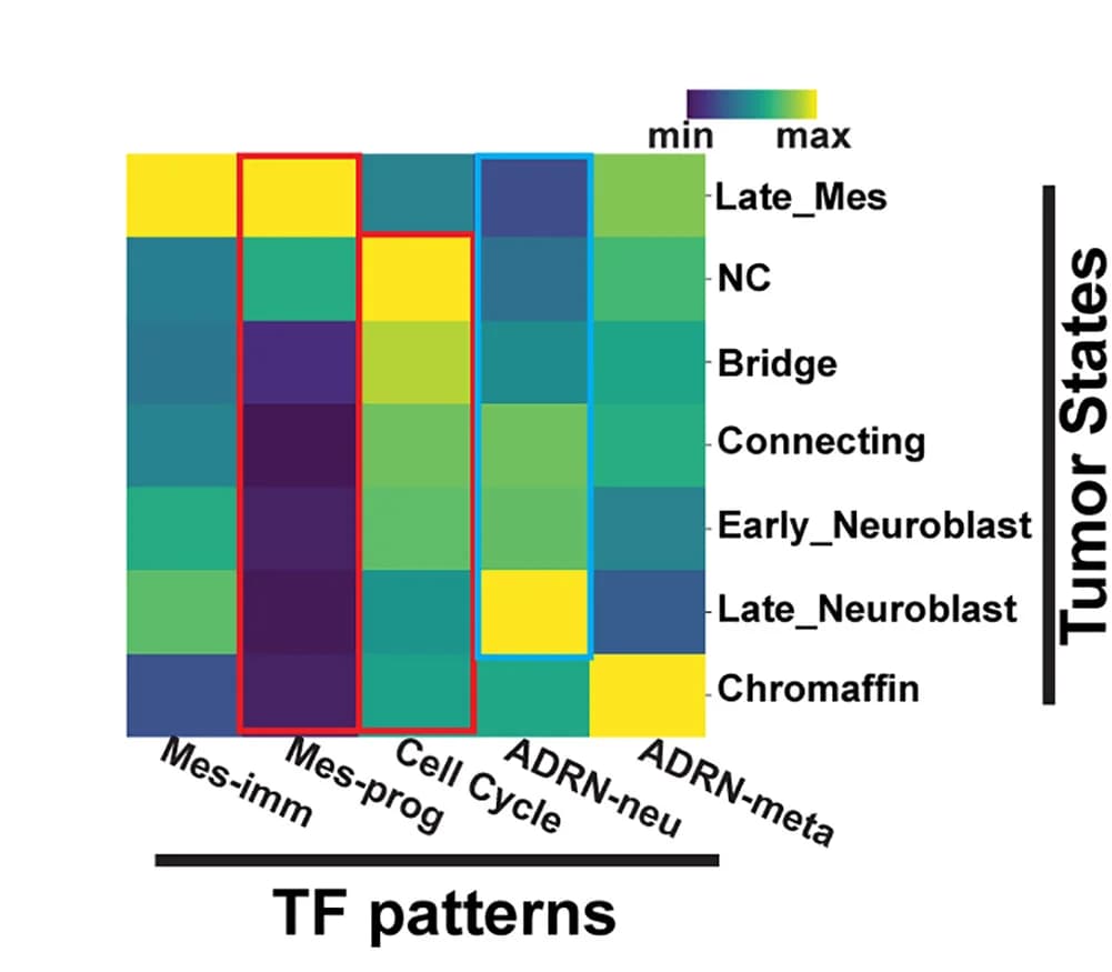 Open access visualization of Heatmap, TF Patterns, Neuroblastoma States, Enrichment Score