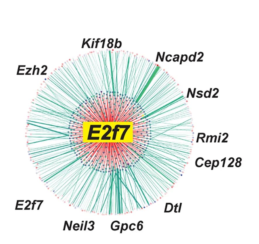 Open access visualization of Chord, Network, Pathway, E2f7-driven eGRN, TF