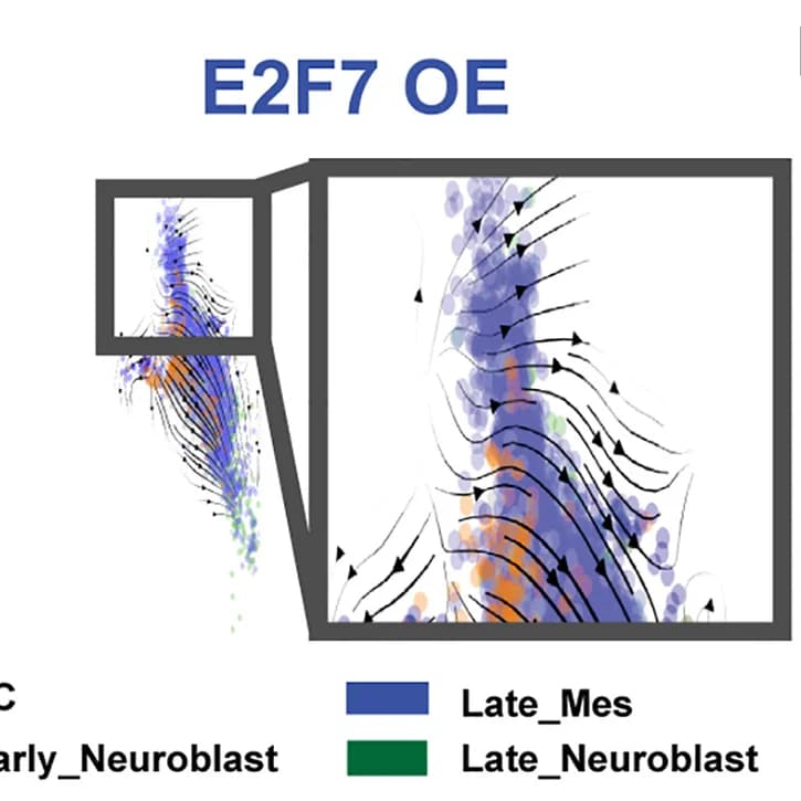Open access visualization of Scatter Plot, Streamline Arrow Visualization, RNA Velocity, SK-N-BE2 Cells, Neuroblastoma UMAP
