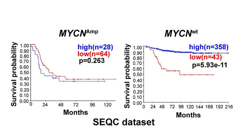 Open access visualization of Survival Curve, Survival Plots, Neuroblastoma Patients, SEQC Dataset, HMX1 expression