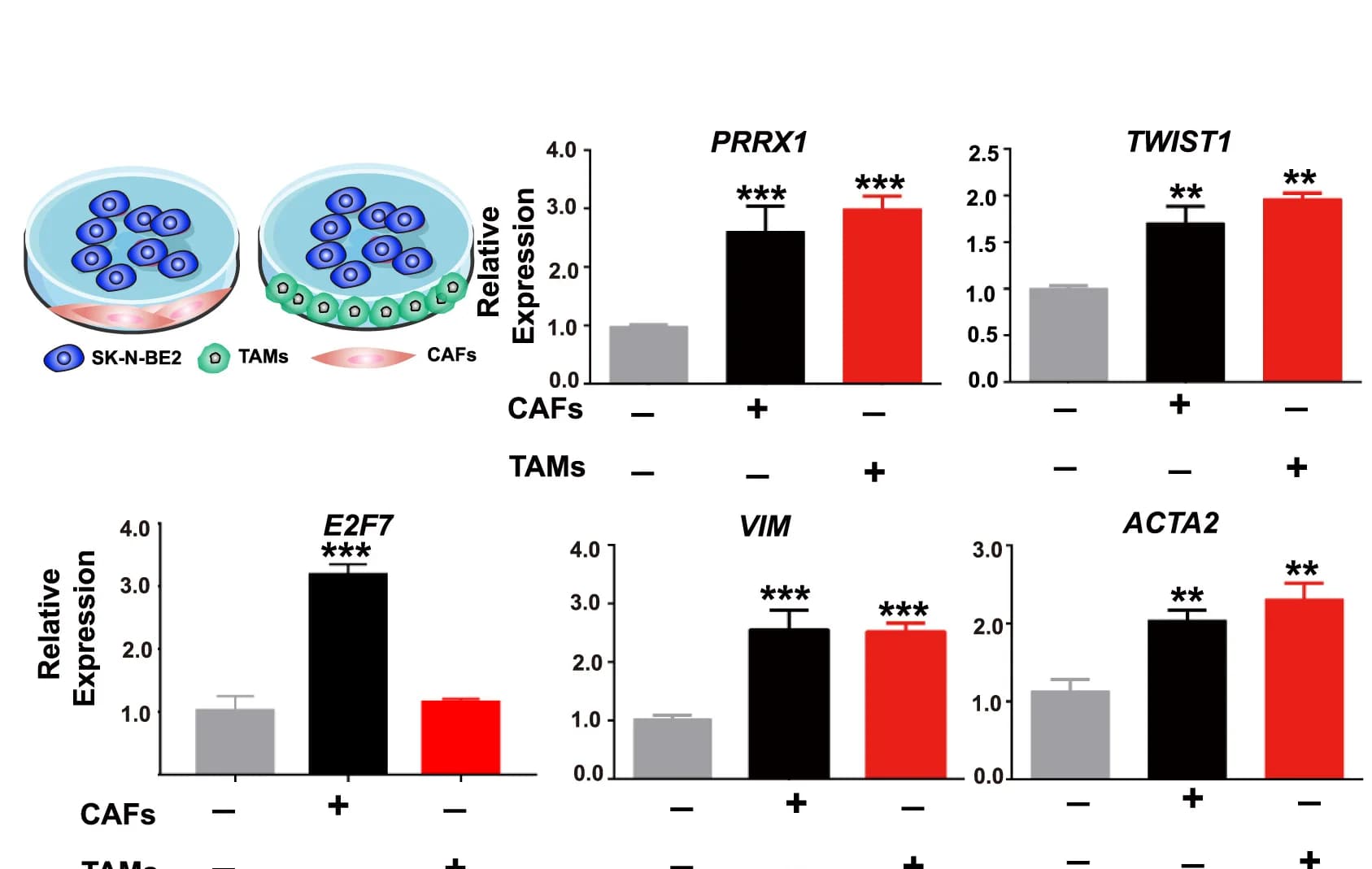 Open access visualization of Bar Plot, Error Bars, Bar Chart, Relative mRNA Expression, Tumor Cells